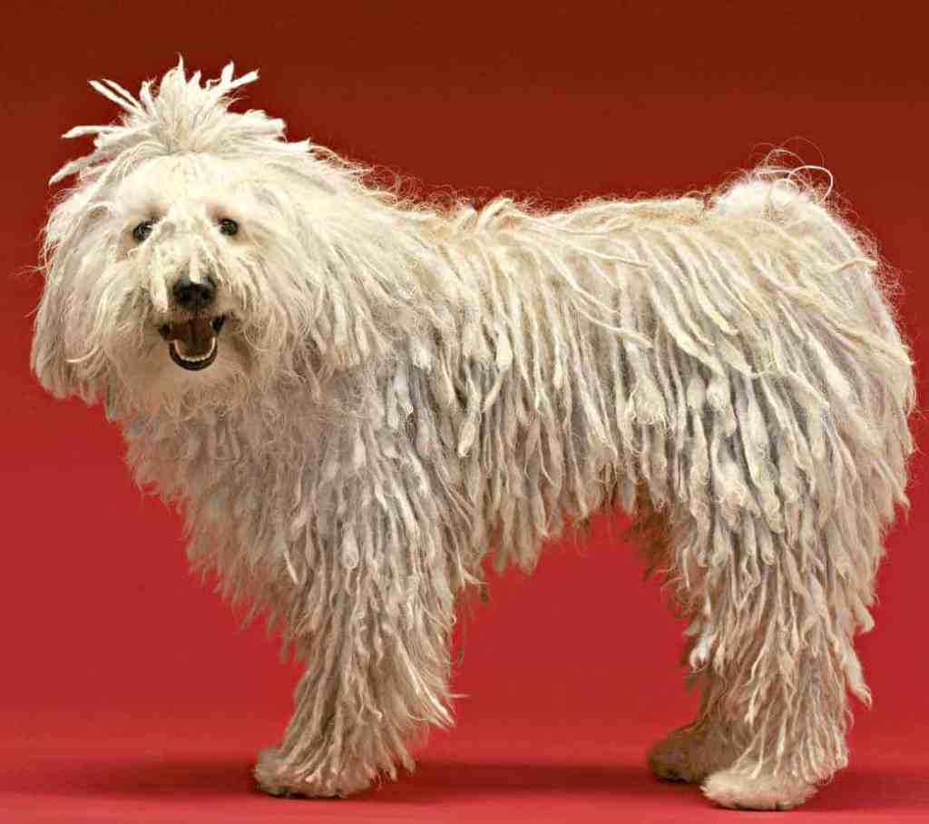 ¿Conoces la raza de perro Komondor?