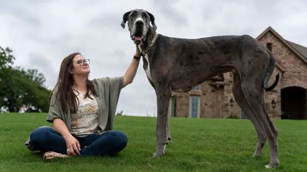 Murió Zeus, el perro más alto del mundo