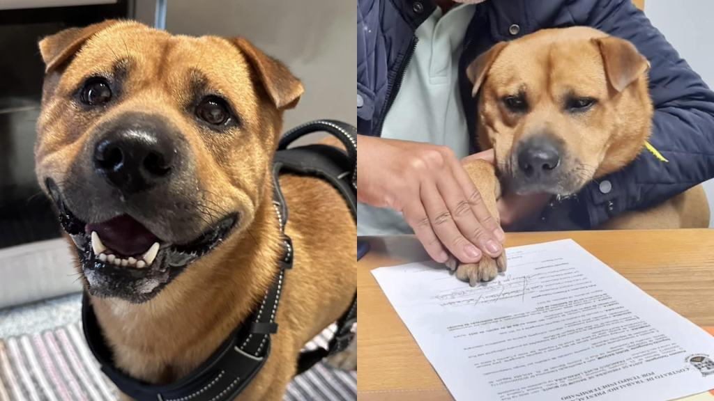 Un perro fue contratado por una empresa para dar «amor y cariño»