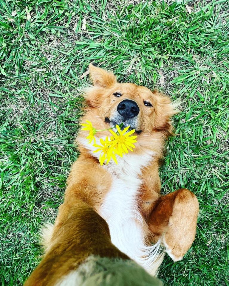 El perrito «Pregúntale» es tendencia por sus originales selfies