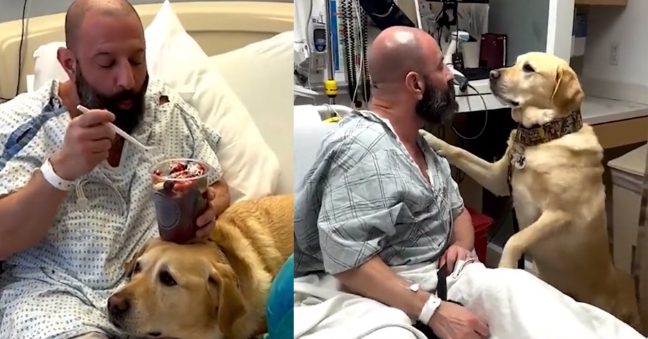 Magnus, el perro de terapia que acompaña a su dueño en el hospital