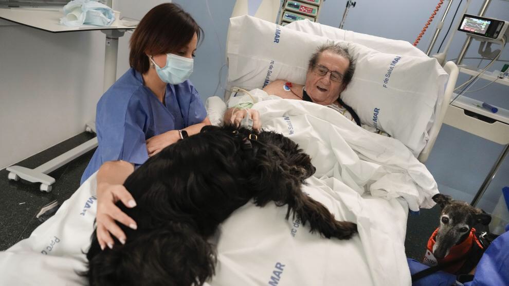 Hospital introduce perros en la UCI para estudiar su impacto en pacientes