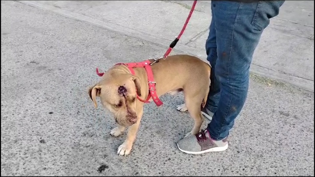 Sansón, el perro migrante venezolano que busca llegar a Estados Unidos