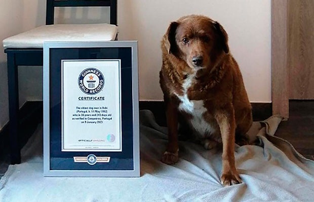 Guinness le retira el título del perro más viejo del mundo al mastín luso Bobi