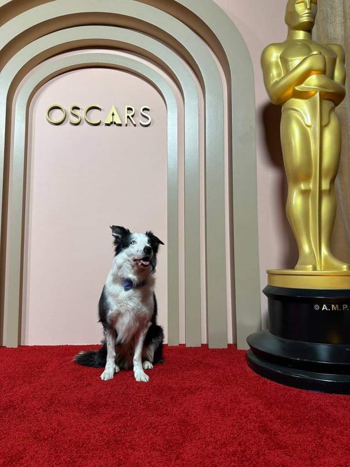 “Messi” el perrito que se robó la noche en los Oscar