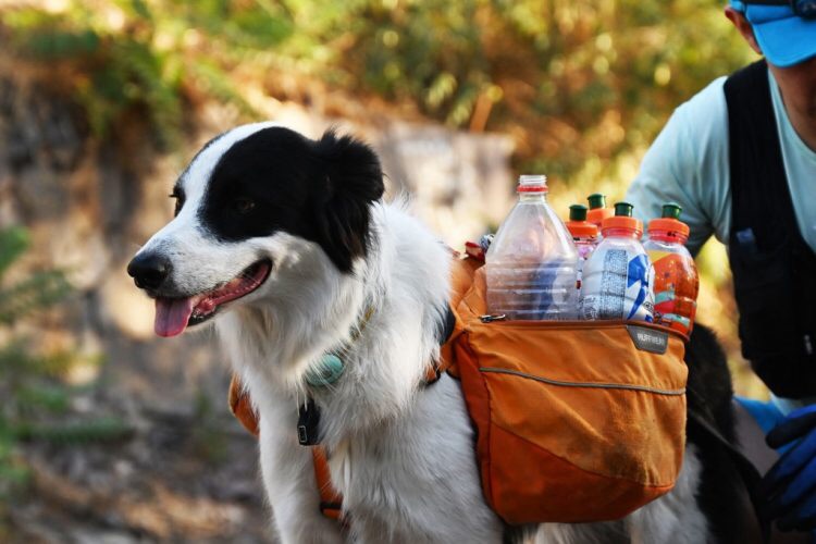 Sam: El perro chileno que recicla basura junto a su humano