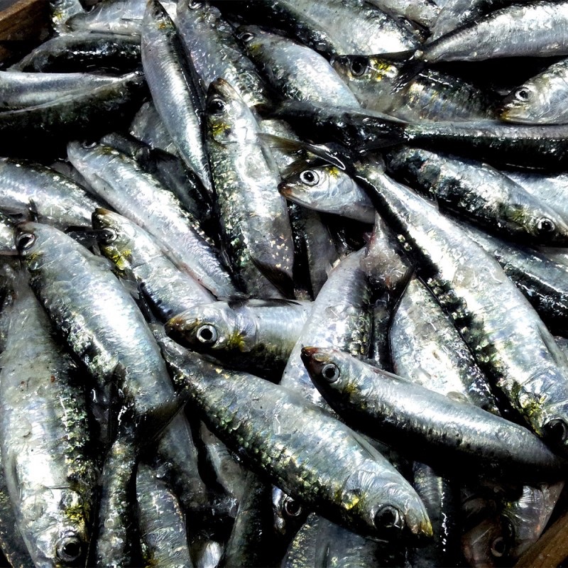 Consumir más sardina y menos carne roja podría salvar la vida de casi 750 mil personas en 2050